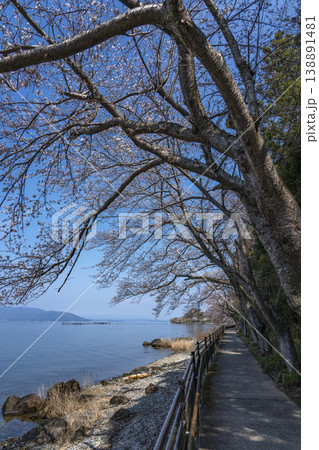 春の沖島、西湖岸線を通る生活道路に咲く桜 138891481