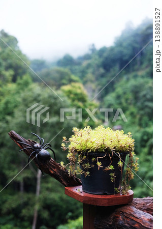 Mexican Rose, Rock Rose or moss rose plant in potted with natural green forest background Mexican Rose, Rock Rose or moss rose plant in potted with natural green forest background 138891527