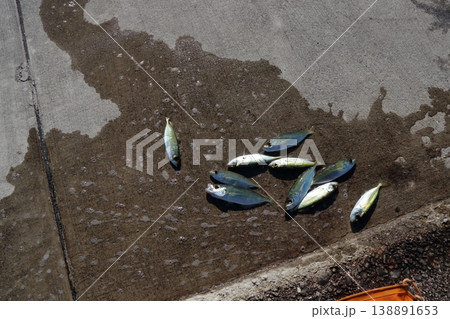 鯵 アジ 目鯵 メアジ 堤防 釣り トッパク 鯵 アジ 目鯵 メアジ 堤防 釣り トッパク 138891653