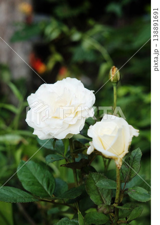 Close up blooming white gardenia jasmine rose flowers branch with natural sunlight in garden Close up blooming white gardenia jasmine rose flowers branch with natural sunlight in garden 138891691