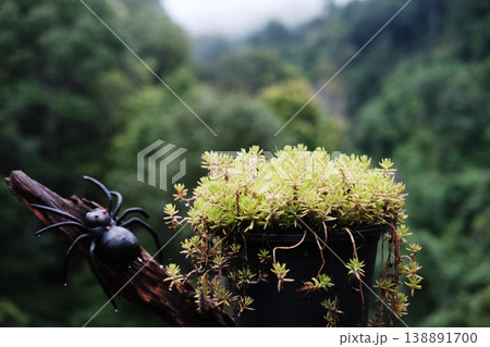 Close up fresh green moss rose or Portulaca plant in tropical garden and forest. Copy space Close up fresh green moss rose or Portulaca plant in tropical garden and forest. Copy space 138891700