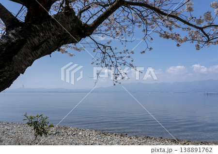 桜の咲く時期、沖島の西湖岸より琵琶湖を望む 桜の咲く時期、沖島の西湖岸より琵琶湖を望む 138891762