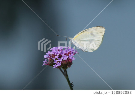 花の蜜を吸うモンシロチョウ 138892088