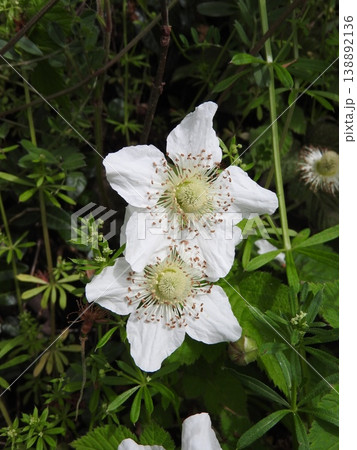イチゴ属の中でも花が大きい「クサイチゴ」の花 イチゴ属の中でも花が大きい「クサイチゴ」の花 138892136