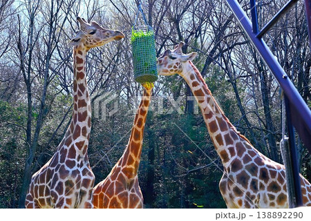 giraffe in Higashiyama zoo 138892290