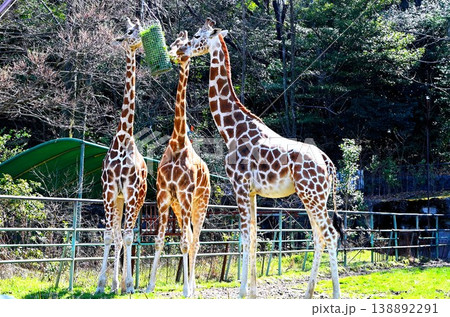 Giraffe's meal 138892291