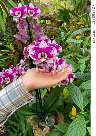 A lush orchid greenhouse filled with exotic blooming plants and vibrant colors creates a humid tropical atmosphere under glass in Estepona, Spain A lush orchid greenhouse filled with exotic blooming plants and vibrant colors creates a humid tropical atmosphere under glass in Estepona, Spain 138892327