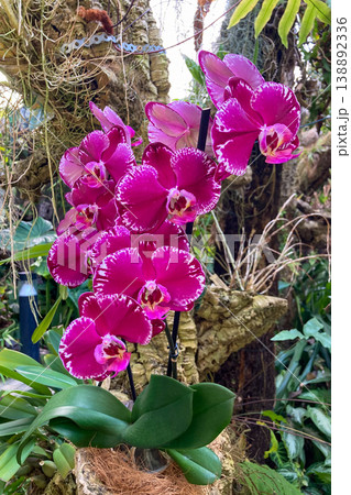 A lush orchid greenhouse filled with exotic blooming plants and vibrant colors creates a humid tropical atmosphere under glass in Estepona, Spain A lush orchid greenhouse filled with exotic blooming plants and vibrant colors creates a humid tropical atmosphere under glass in Estepona, Spain 138892336