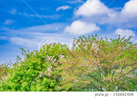 春の東立石緑地公園 春の東立石緑地公園 138892406
