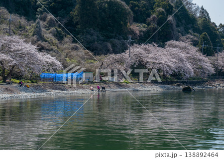 沖島の西湖岸の桜風景 沖島の西湖岸の桜風景 138892464