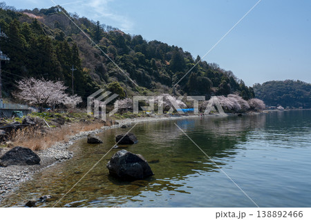 沖島の西湖岸の桜風景 138892466