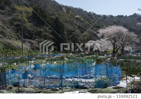 春の沖島の千円田の風景 138892521