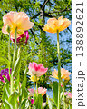 Tulip flowers blooming in the city park 138892621