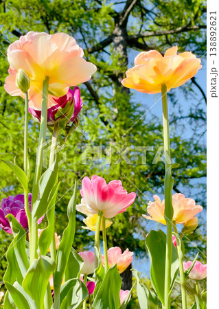 Tulip flowers blooming in the city park 138892621