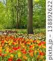 Tulip flowers blooming in the city park 138892622