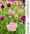 Tulip flowers blooming in the city park 138892623