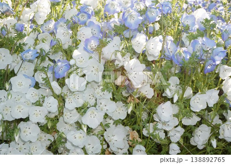 満開のネモフィラの花・2026年4月 満開のネモフィラの花・2026年4月 138892765