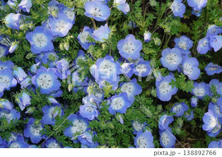 満開のネモフィラの花・2026年4月 満開のネモフィラの花・2026年4月 138892766