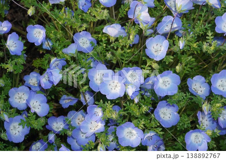 満開のネモフィラの花・2026年4月 満開のネモフィラの花・2026年4月 138892767