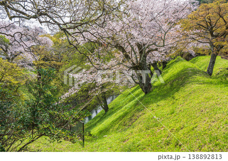 春の琵琶湖疏水沿いに咲く桜 京都市 春の琵琶湖疏水沿いに咲く桜 京都市 138892813