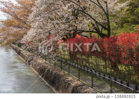 春の琵琶湖疏水 京都市 春の琵琶湖疏水 京都市 138892815