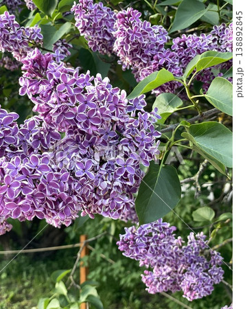 Lilac branches with vibrant purple blossoms and green leaves in natural outdoor setting Lilac branches with vibrant purple blossoms and green leaves in natural outdoor setting 138892845
