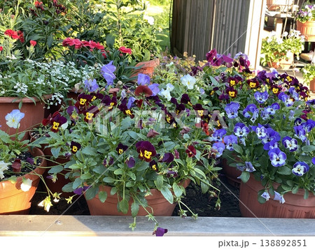 Colorful pansies and flowers in pots outside garden shop on sunny day 138892851