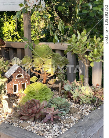 Succulent garden with decorative house in a planter box, lush greenery in background Succulent garden with decorative house in a planter box, lush greenery in background 138892852