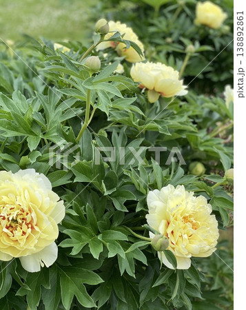Yellow peony flowers blooming in a lush green garden with detailed foliage background 138892861