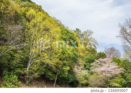 琵琶湖疏水沿いの新緑の山 京都市 琵琶湖疏水沿いの新緑の山 京都市 138893007