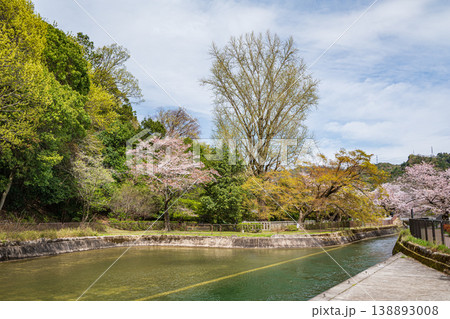 春の琵琶湖疏水　諸羽トンネル入口付近の新緑　京都市 138893008