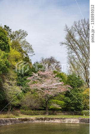 春の琵琶湖疏水　諸羽トンネル入口付近の新緑　京都市 138893012