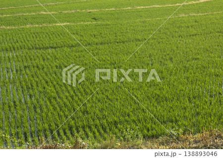 This is a landscape of rice fields in spring after rice planting has finished. This is a landscape of rice fields in spring after rice planting has finished. 138893046