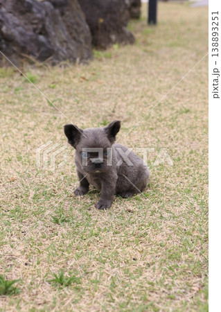 フレンチブルドッグ 138893251