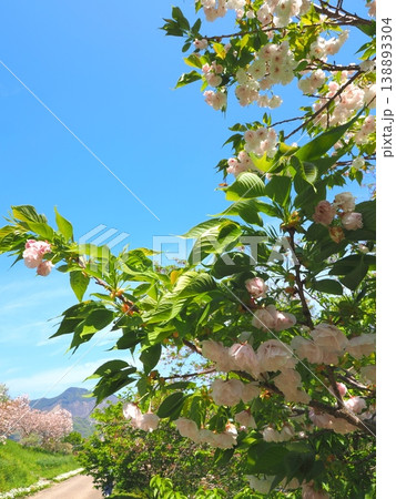 善通寺市五岳の里市民集いの丘公園の春　香川県善通寺市24 138893304