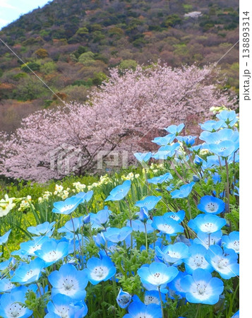 善通寺市五岳の里市民集いの丘公園の春 香川県善通寺市20 善通寺市五岳の里市民集いの丘公園の春 香川県善通寺市20 138893314