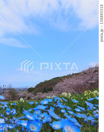 善通寺市五岳の里市民集いの丘公園の春 香川県善通寺市16 善通寺市五岳の里市民集いの丘公園の春 香川県善通寺市16 138893318