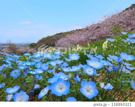 善通寺市五岳の里市民集いの丘公園の春　香川県善通寺市13 138893321