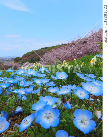 善通寺市五岳の里市民集いの丘公園の春　香川県善通寺市12 138893322