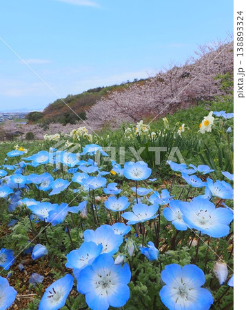 善通寺市五岳の里市民集いの丘公園の春 香川県善通寺市10 善通寺市五岳の里市民集いの丘公園の春 香川県善通寺市10 138893324