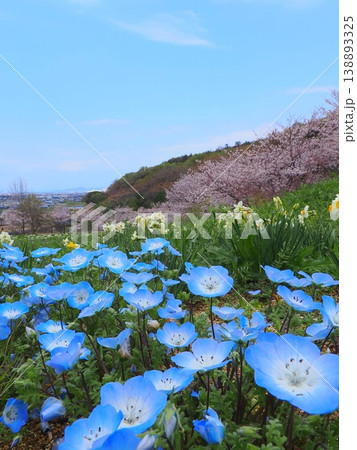 善通寺市五岳の里市民集いの丘公園の春 香川県善通寺市9 善通寺市五岳の里市民集いの丘公園の春 香川県善通寺市9 138893325
