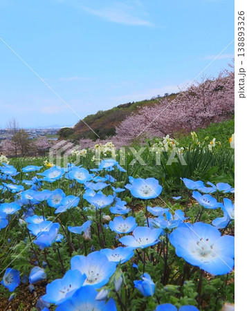 善通寺市五岳の里市民集いの丘公園の春 香川県善通寺市8 善通寺市五岳の里市民集いの丘公園の春 香川県善通寺市8 138893326