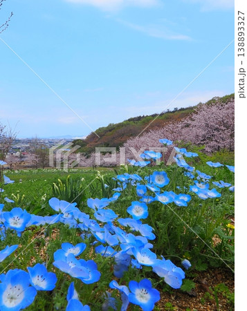 善通寺市五岳の里市民集いの丘公園の春 香川県善通寺市7 善通寺市五岳の里市民集いの丘公園の春 香川県善通寺市7 138893327
