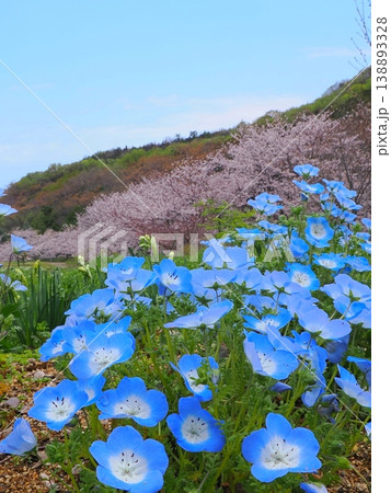善通寺市五岳の里市民集いの丘公園の春　香川県善通寺市6 138893328