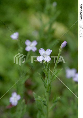 長い子房が伸びるアカバナ(Epilobium pyrricholophum)の花 東北 長い子房が伸びるアカバナ(Epilobium pyrricholophum)の花 東北 138893363
