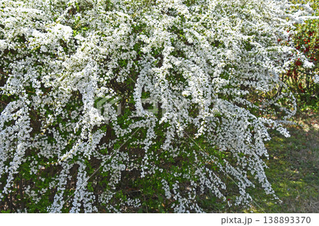 ユキヤナギ（雪柳） 138893370