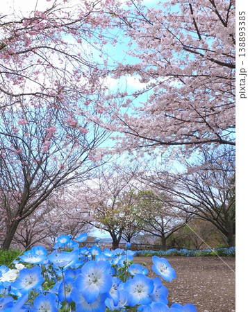 善通寺市五岳の里市民集いの丘公園の春　香川県善通寺市42 138893385
