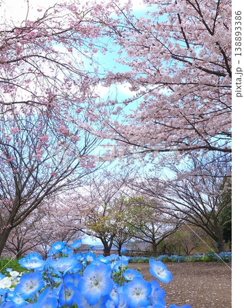 善通寺市五岳の里市民集いの丘公園の春　香川県善通寺市41 138893386