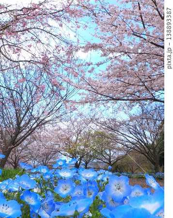 善通寺市五岳の里市民集いの丘公園の春　香川県善通寺市40 138893387