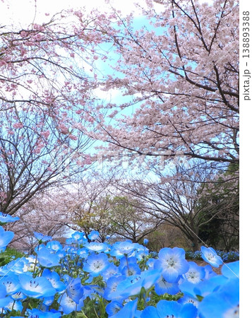 善通寺市五岳の里市民集いの丘公園の春 香川県善通寺市39 善通寺市五岳の里市民集いの丘公園の春 香川県善通寺市39 138893388